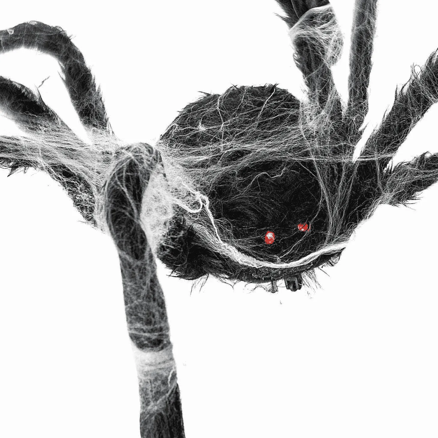 Araña Con telaraña para disfraz