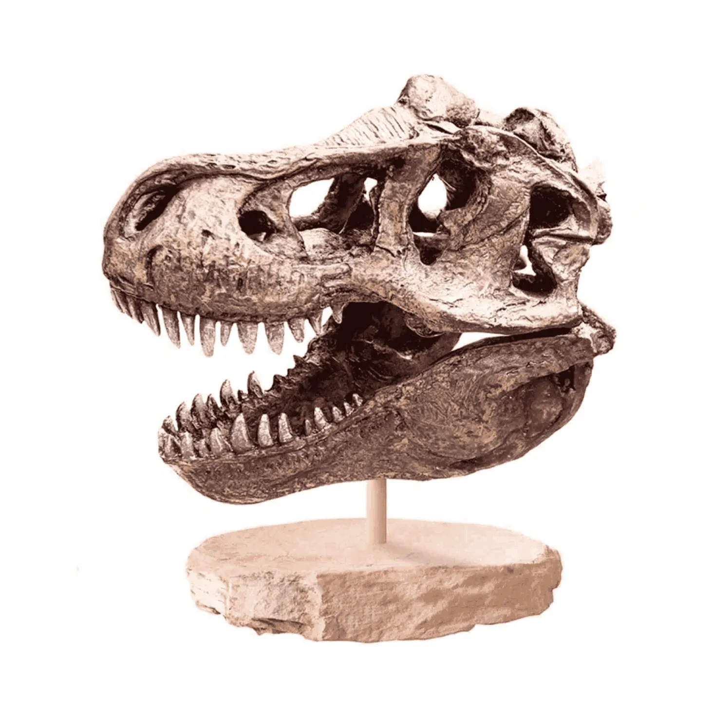 Arqueojugando Craneo Del Gran T-Rex