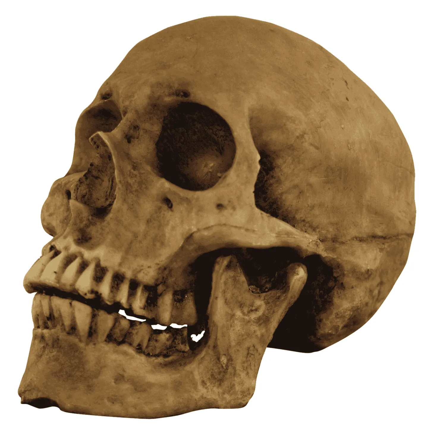 Calavera Cráneo para disfraz