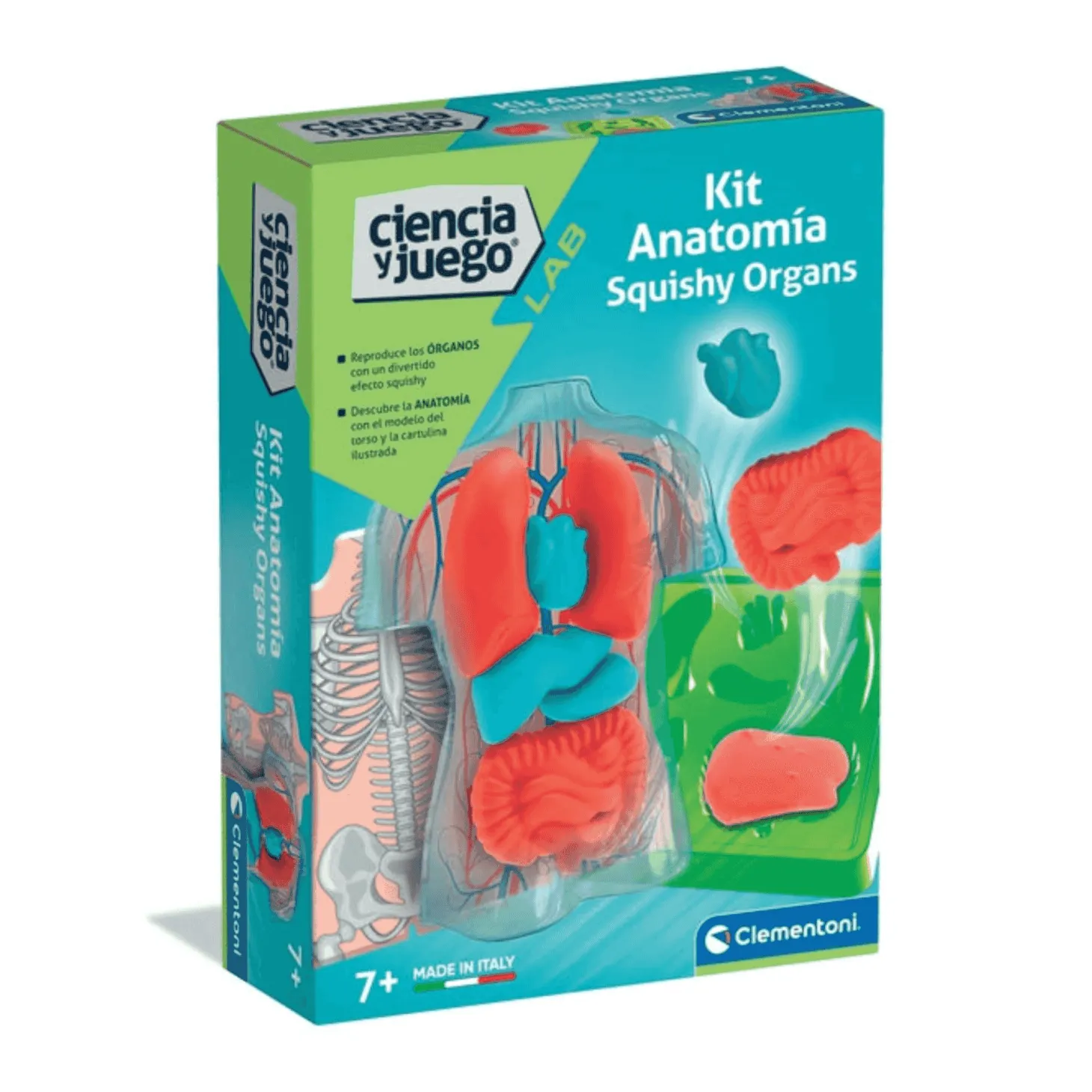Kit Anatomía Squishy Organs Clementoni | Juego Educativo con Órganos Blanditos | Desde 8 Años