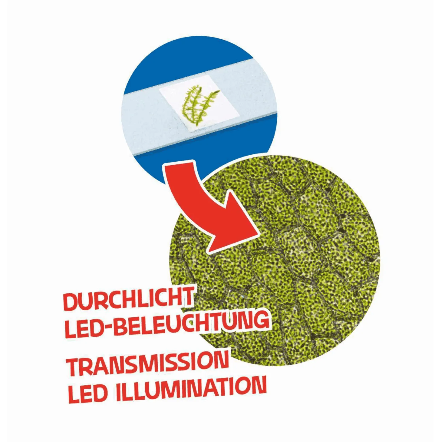 Set Telescopio Más Microscopio Bresser